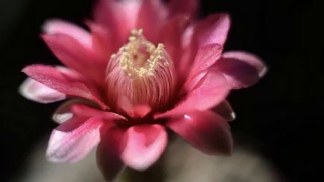 Gymnocalycium baldianum смотреть онлайн