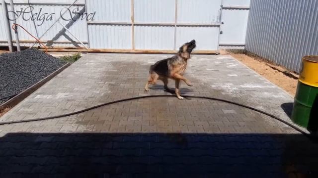 Водные процедуры. Купаем собаку - немецкую овчарку смотреть онлайн