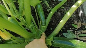 Кабачки ЖИРУЮТ, что делать?!! Как повысить урожайность кабачков.