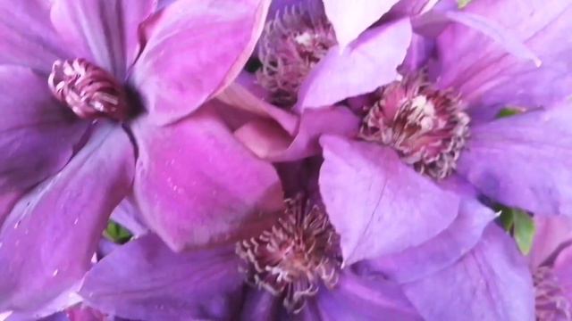 clematis&Iris🎶(bright eyed blues) смотреть онлайн