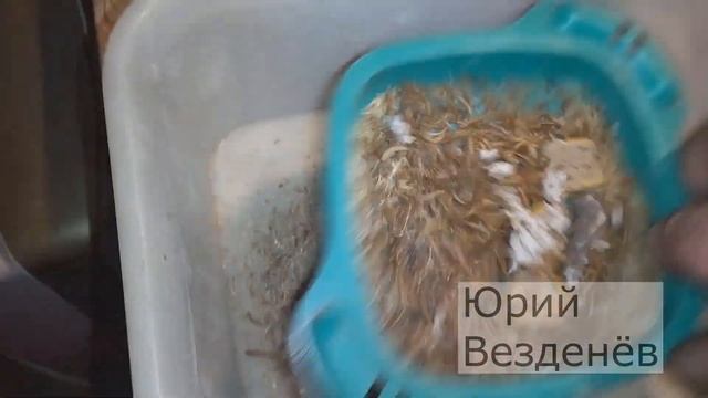 Мучной червь Отсеивание крупного червя 3 смотреть онлайн