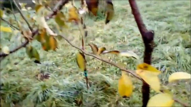 Китайские груши "Нэши" в московской области смотреть онлайн