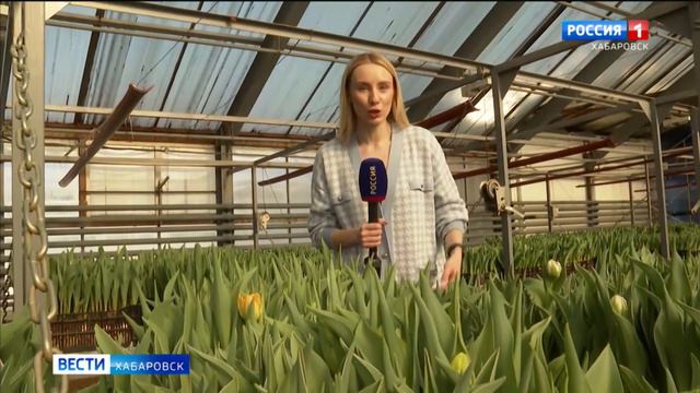 К весне готовы: 15 тысяч голландских тюльпанов вырастили в Хабаровске к Международному женскому дню смотреть онлайн