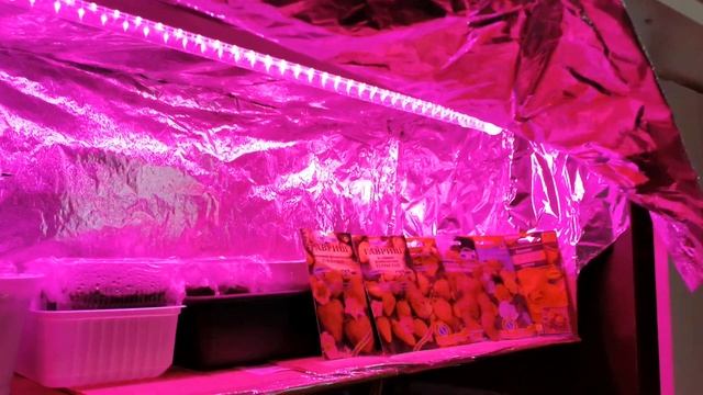 Сезон открыт! Посеяна земляника и бегонии. смотреть онлайн