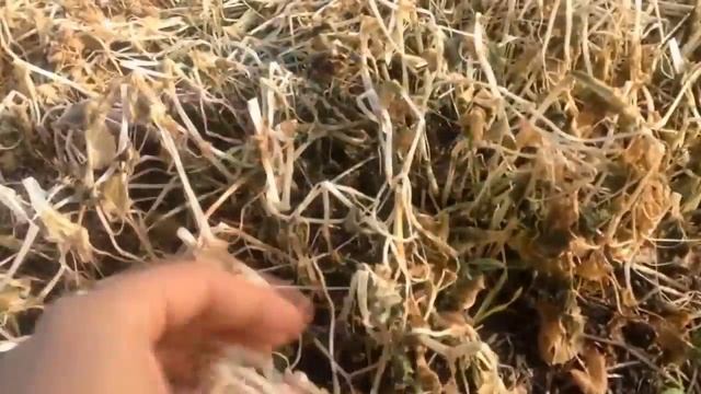 Сидераты: что посадить осенью. Яровые и озимые в чем разница смотреть онлайн