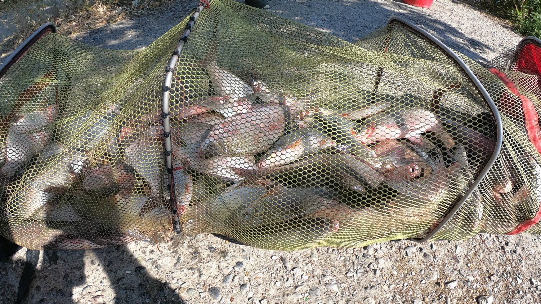 ЛОВИМ РЫБЦА И ЛЕЩА ФИДЕРОМ НА КАЛЬМАРА. БЕШЕННЫЙ КЛЕВ. СЕКРЕТ РЫБАЛКИ НА РЫБЦА. ОСЕННЯЯ РЫБАЛКА. смотреть онлайн