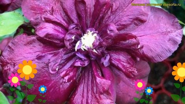 Клематис Ян lll Собески. Краткий обзор, описание clematis jan iii sobieski Клематис Jan III Sobiesk смотреть онлайн