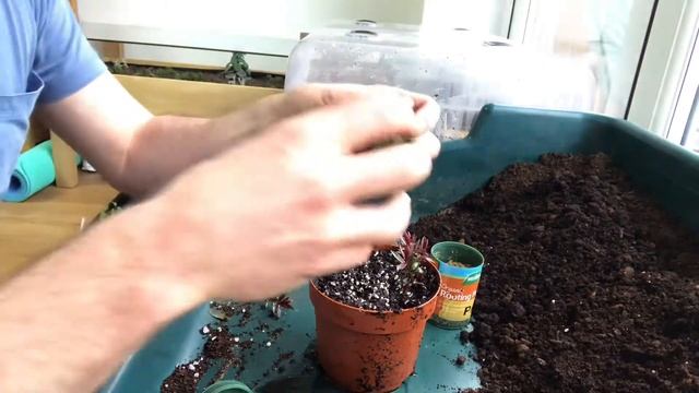 How To Propagate Hebe 'Caledonia', How To Take Hebe Cuttings, Plant Propagation