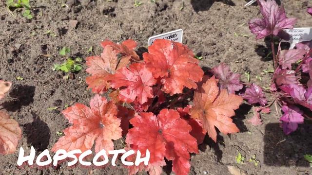 Гейхерелла Hopscotch невероятный яркий окрас в июне смотреть онлайн
