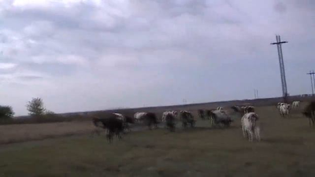 1. Пастьба коров до обеда. 19. 09. 2019 смотреть онлайн