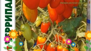 Томат Черрипальчики F1. Краткий обзор, описание характеристик solanum lycopersicum Cherripalchiki F