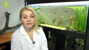 Уход за кастрированным котом. Ветеринарная клиника Био-Вет