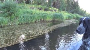 Восемь дней в тайге. Одиночный поход по северной реке. Лесная изба | часть 1