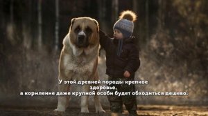 Алабай. Стоит ли заводить? Плюсы и минусы.