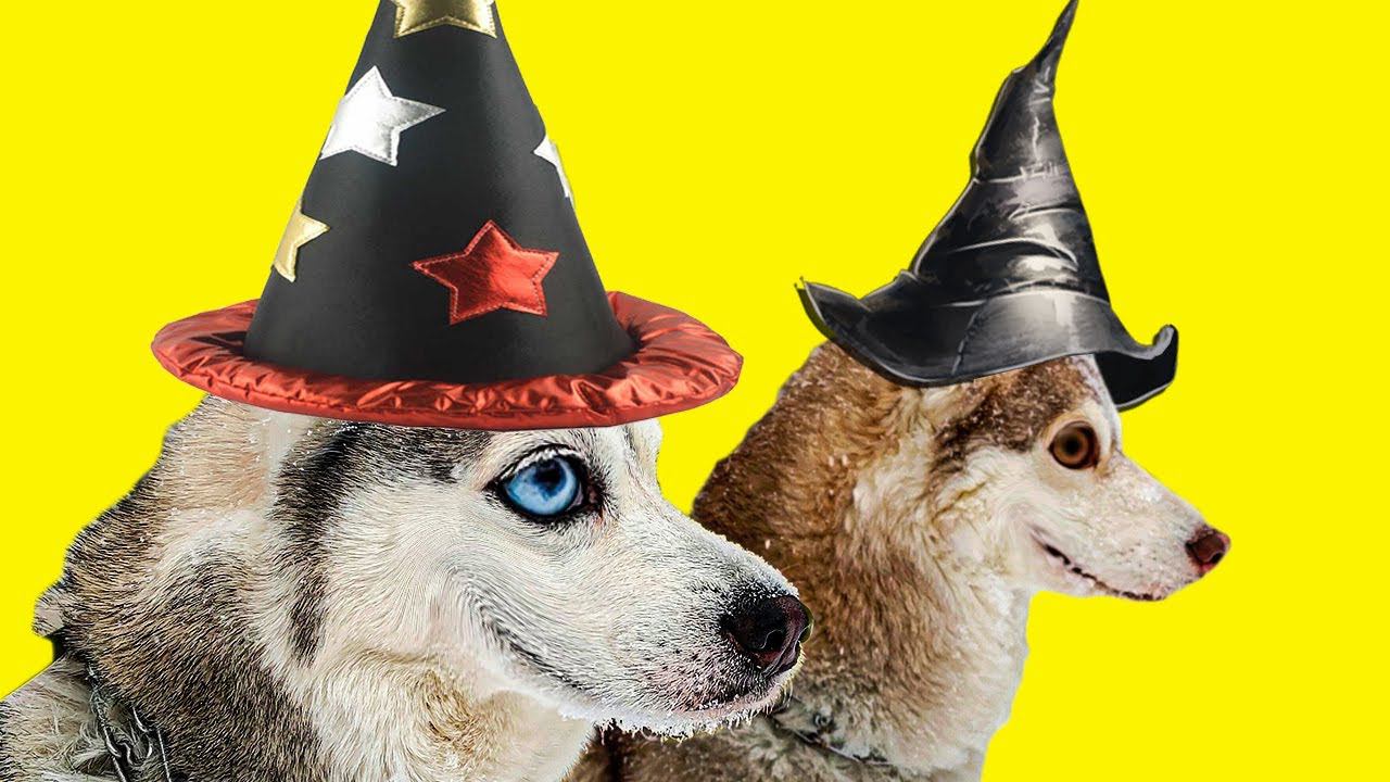 Мы снова ВОЛШЕБНИКИ!! Хасячья магия вернулась!! (Хаски Бандит) Говорящая собака смотреть онлайн