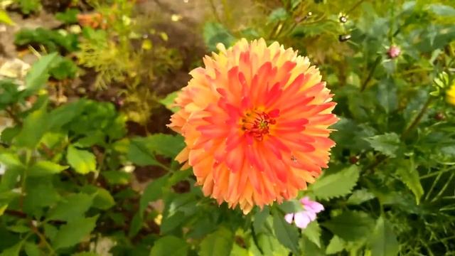 Георгины. Декоративный георгин 