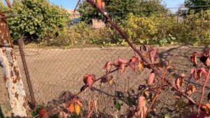 ВАЖНАЯ ПОДКОРМКА ЕЖЕВИКИ ОСЕНЬЮ! ОТВЕТЫ НА ВОПРОСЫ!