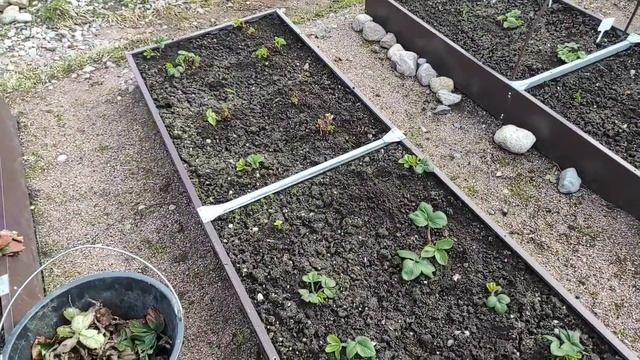 24.04.21.ДАЧА..в ожидании чуда?новой теплицы. 1 серия смотреть онлайн