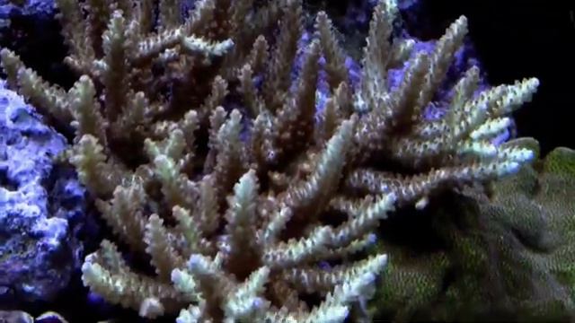 LiveAquaria SPS coral display tank смотреть онлайн