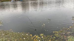 #126 #мормышинг | Тест мормомушки | Окунь, плотва, уклейка на мушку | Река Дон | #мормомушка