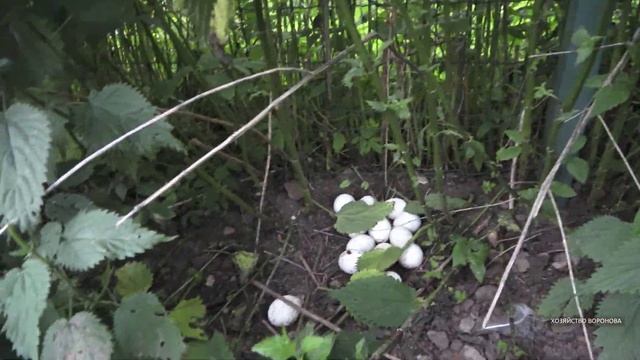 Жара ! Вдруг куры перестали нестись. Нашёл склад яиц в крапиве смотреть онлайн