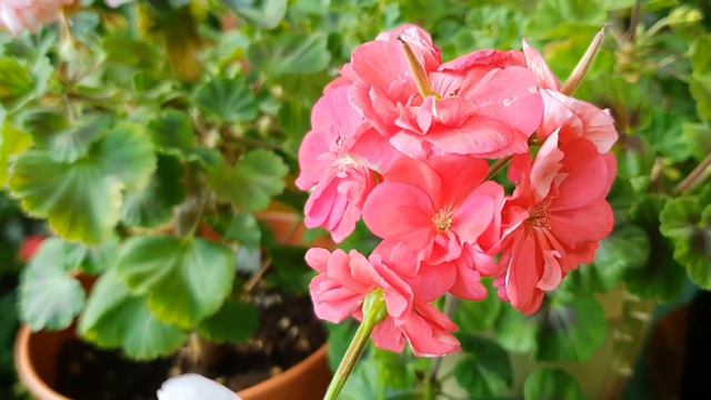 2021년 12월 01일 제라늄꽃밭(소소한꽃밭) pelargonium garden. смотреть онлайн