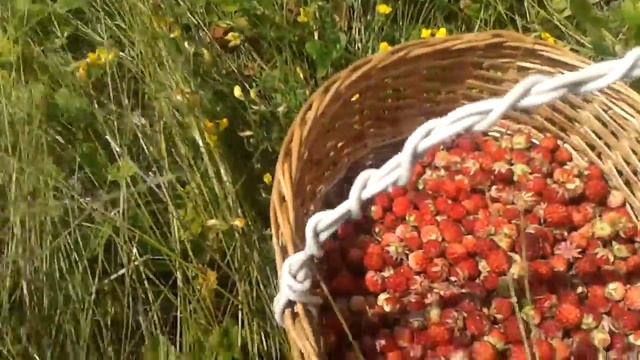 Луговая клубника. Тульская область. Веневский район. 14.07.2016 смотреть онлайн