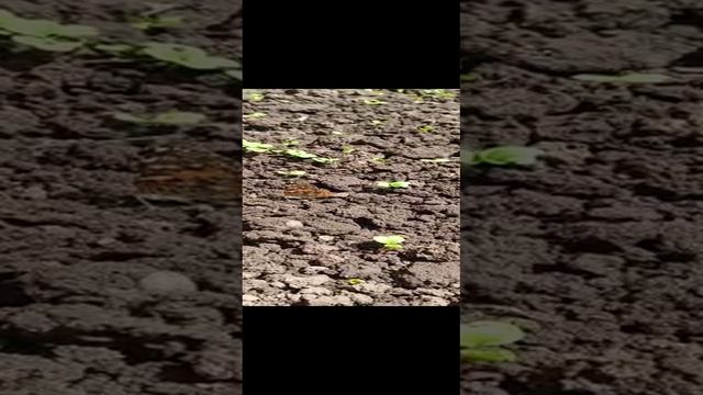 VID-20230523-WA0002.mp4 смотреть онлайн