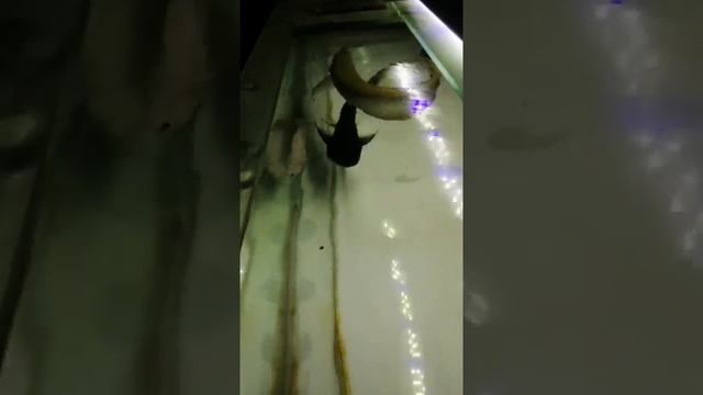 Silver aro top view.. Water change day.