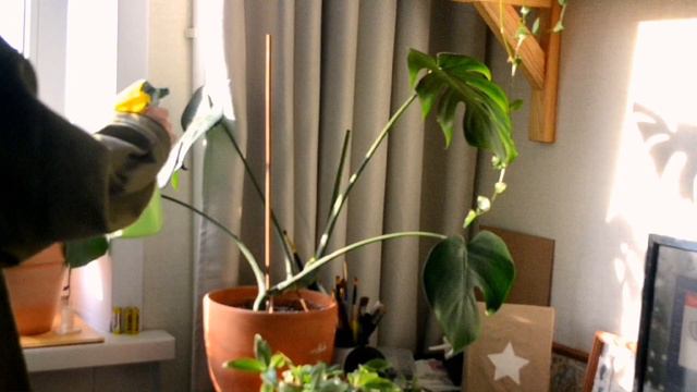 День Минтика. Что я делаю в течении дня.