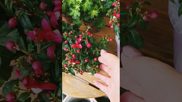 цветы для балкона/герань/красота на балконе смотреть онлайн