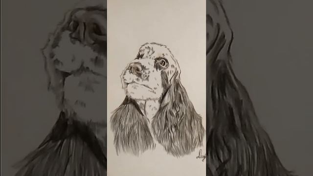Рисунок Английский кокер спаниель.Цветные карандаши, анималистика. смотреть онлайн