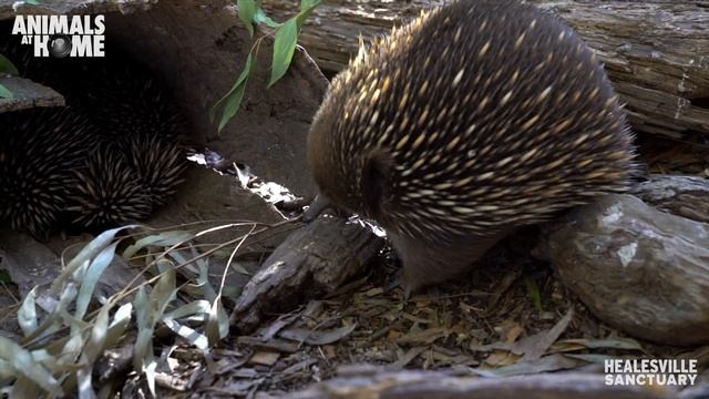 Meet Healesville Sanctuary's echidnas смотреть онлайн