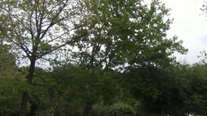 Чистяковская роща, Краснодар