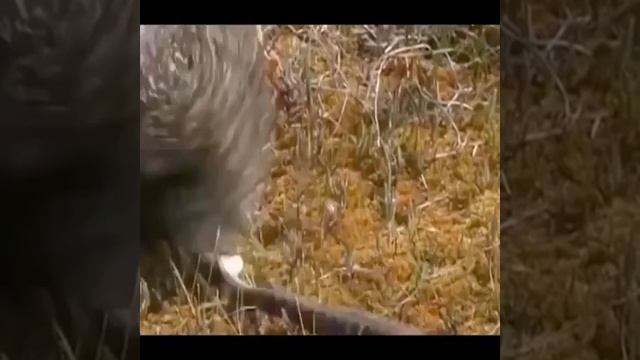 porcupine and Indian rock Python clashes unexpected смотреть онлайн