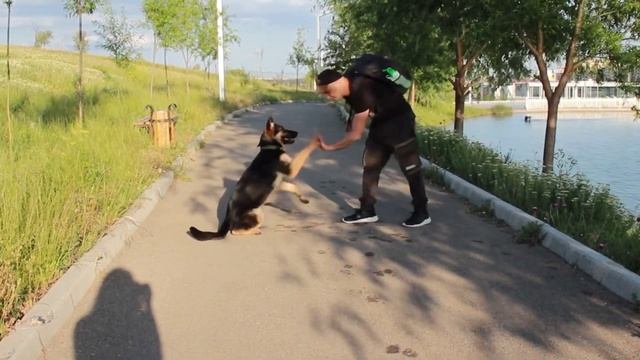 Дрессировка Немецкой овчарки - Команды которые можно научить самому смотреть онлайн