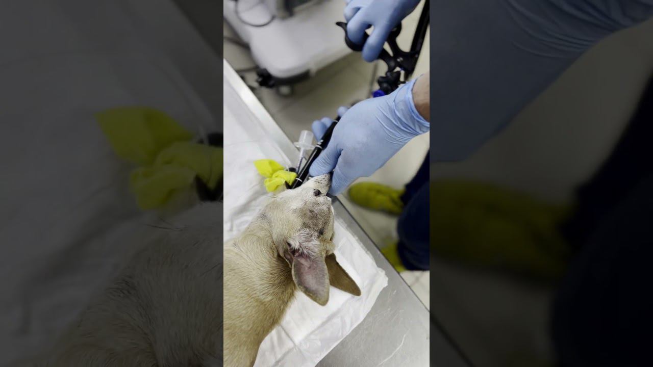 Вкусняшка оказалось слишком большой для той-терьера #гастроскопия #инородка #операция #ветеринария смотреть онлайн