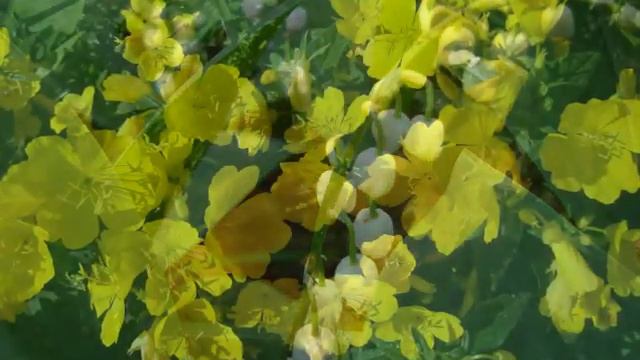 Не рвите цветы смотреть онлайн