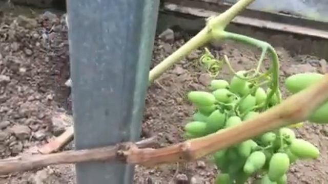 Виноград Акелло селекции Гусева С.Э. 2019г смотреть онлайн