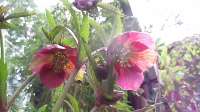 Hellebores a Great winter flower in the North смотреть онлайн