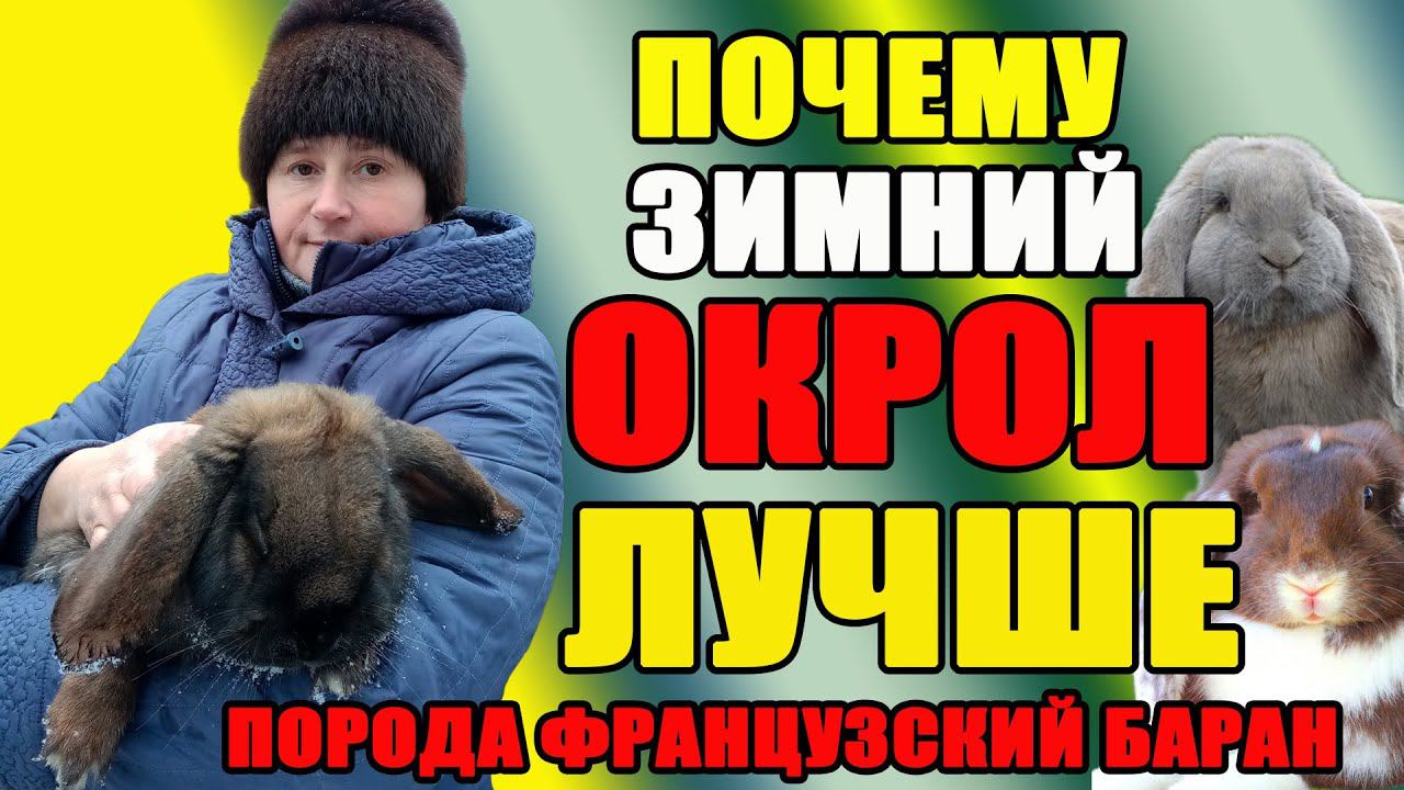 Почему зимой ЛУЧШЕ ОКРОЛ. Кролики породы Французский Баран. смотреть онлайн
