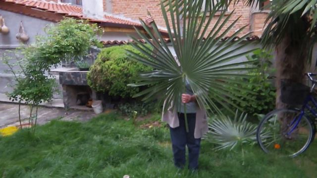 Leafes My Trahicarpus In Bulgaria