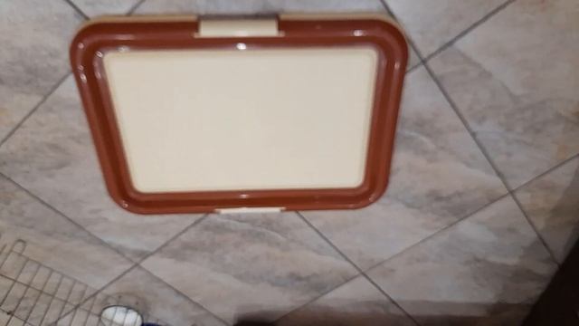 Шпиц Лада 10 месяцев.