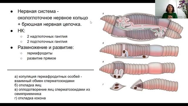 Урок "Кольчатые черви" - ЦТ, ЕГЭ, ЗНО смотреть онлайн