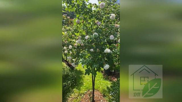 Роза Леда смотреть онлайн