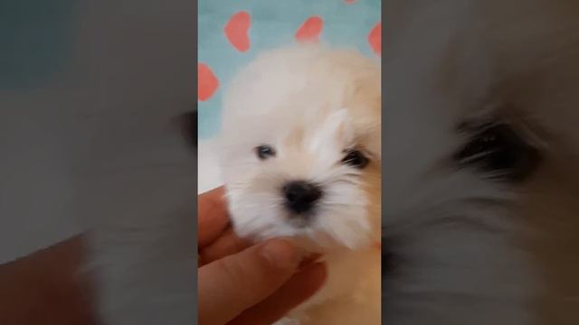 Мимишный мальтезе 2 Продажа щенков Мальтезе 915 083 28 23 смотреть онлайн