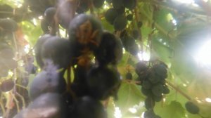 VID_20240903_110608.mp4