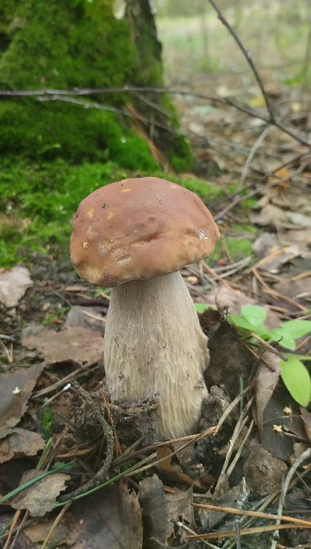 Белый гриб березовый в лесу