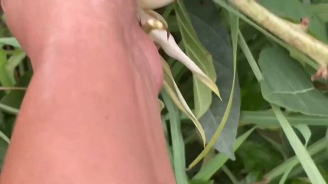 Never seen before!!!unique & rare prapogation of furcraea agave plant -मराठी смотреть онлайн