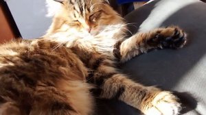 Я на солнышке лежу